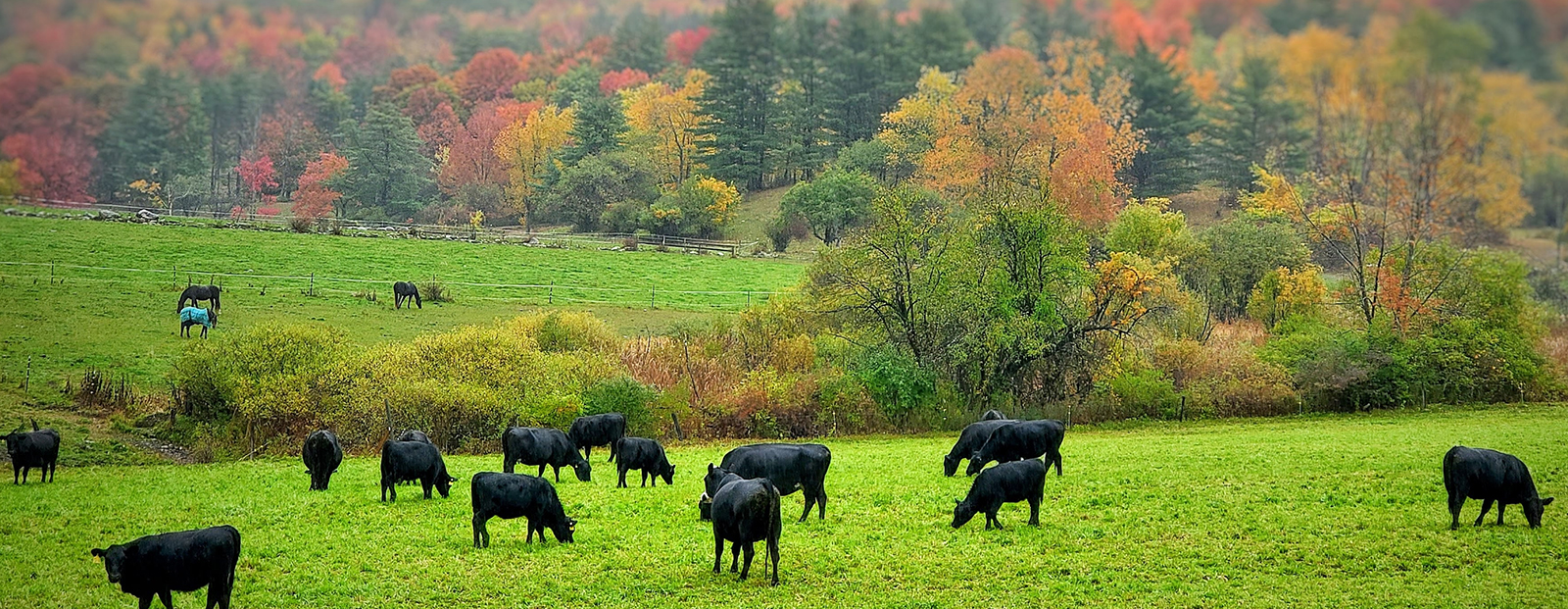 Cows